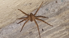 Araneae