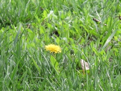 Taraxacum officinale