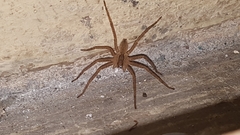 Araneae