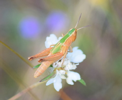 Chorthippus dichrous