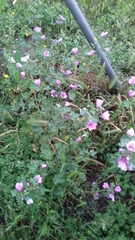Malva sylvestris