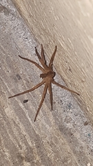 Araneae