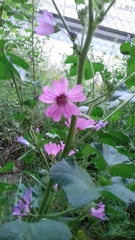 Malva sylvestris