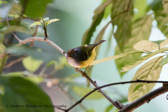 Phylloscopus castaniceps