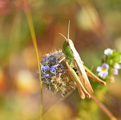 Chorthippus dichrous