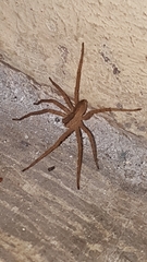 Araneae