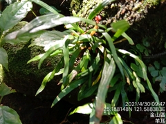 Haplopteris anguste-elongata