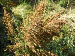 Erica leucopelta