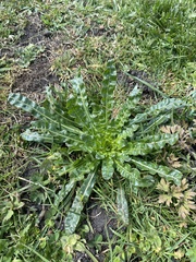 Reseda luteola