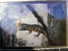 Pseudocordylus microlepidotus