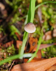 Mycena austrofilopes