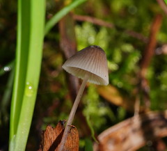 Mycena austrofilopes