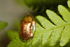 Aspidimorpha quadriremis