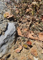 Medicago orbicularis