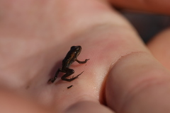 Microbatrachella capensis