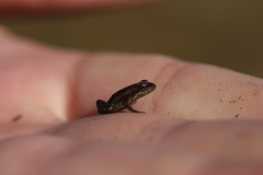 Microbatrachella capensis