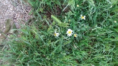 Asteroideae