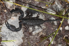 Opisthacanthus capensis