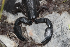 Opisthacanthus capensis