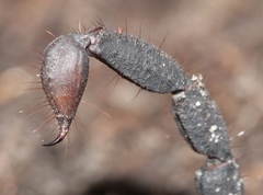 Opisthacanthus capensis