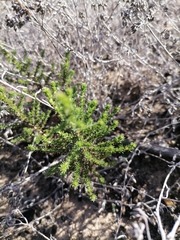 Seriphium cinereum
