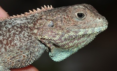 Southern African Rock Agama photo 4