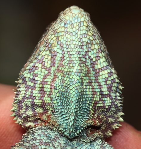 Southern Rock Agama, photo 3 of 8