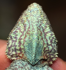 Southern African Rock Agama photo 3
