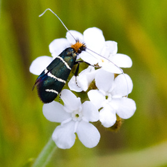 Adela trigrapha
