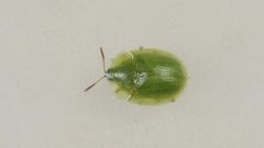 Cassida hemisphaerica
