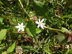 Ornithogalum woronowii