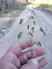 Anthoxanthum repens