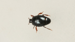 Hypocaccus metallicus