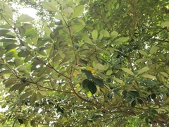 Ternstroemia