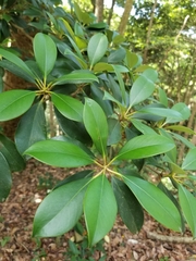 Ternstroemia