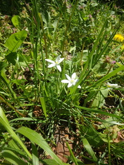Ornithogalum woronowii
