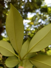 Ternstroemia