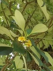 Ternstroemia