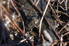 Microbatrachella capensis