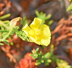 Fumana ericifolia