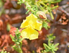 Fumana ericifolia