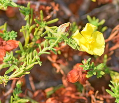 Fumana ericifolia