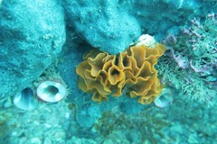 Steginoporella chartacea