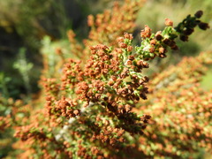 Erica leucopelta