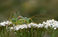 Ephippiger persicarius