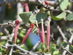 Tapinanthus