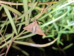 Cycloprorodes melanoxysta