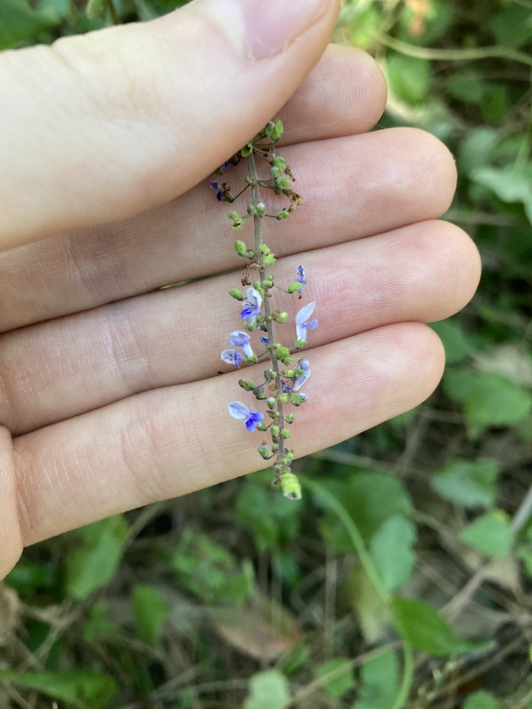 little spurflower