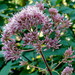 Hollow Joe-Pye Weed - Photo (c) James Gaither, some rights reserved (CC BY-NC-ND)