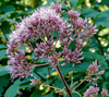 Hollow Joe-Pye Weed - Photo (c) James Gaither, some rights reserved (CC BY-NC-ND)